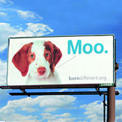 Norman, the puppy that moos